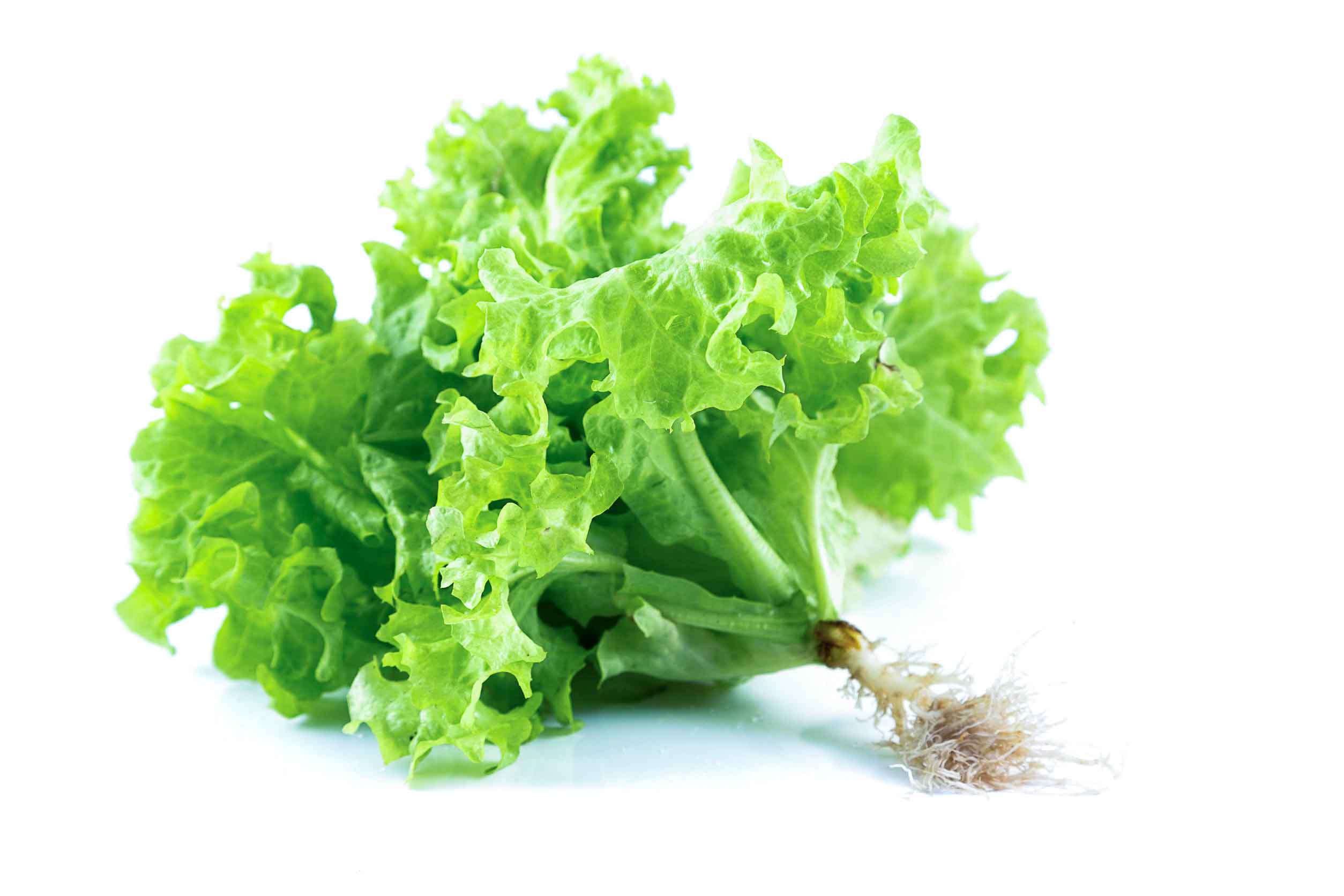 ผักกาดหอม